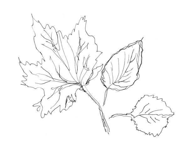 three leaves, drawn without a model