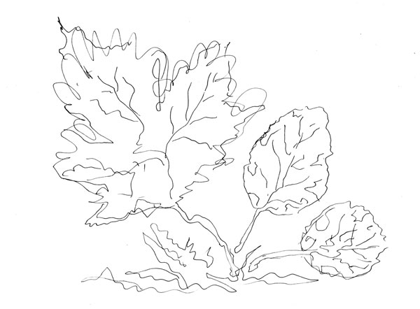 Three leaves, a line drawing by Peony and Parakeet