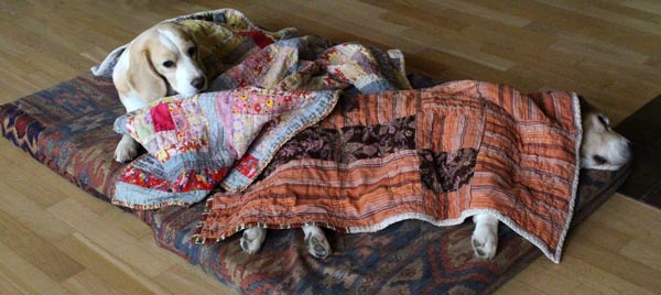 Beagles with quilts by Peony and Parakeet