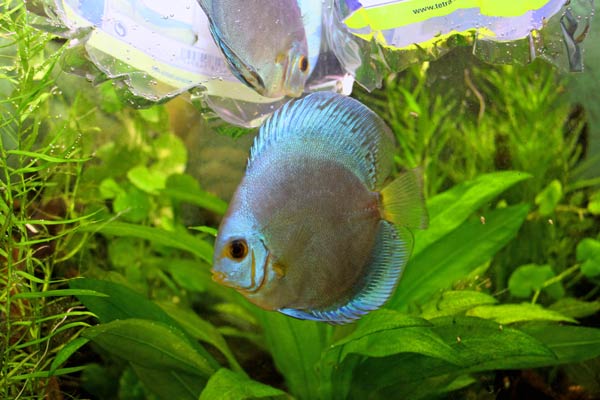 Blue Diamond discus fish