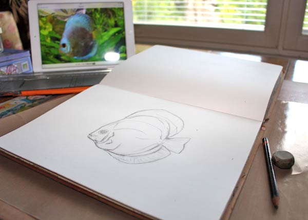 Sketching a discus fish by using a photo as a guideline, by Peony and Parakeet