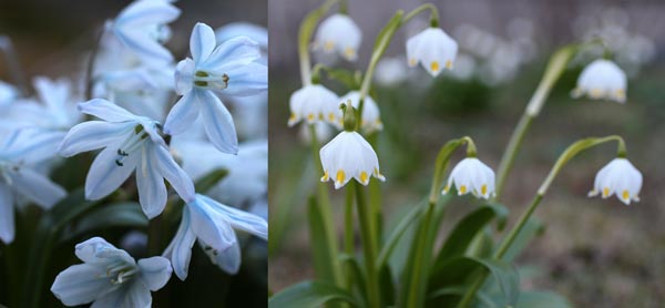 Spring flowers