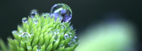 Dewdrop, spruce, nature photography, Finland