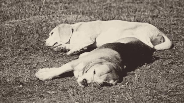 Happy beagles, Finland