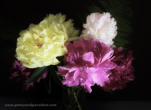 Finnish peonies grown under the midnight sun. By Peony and Parakeet.