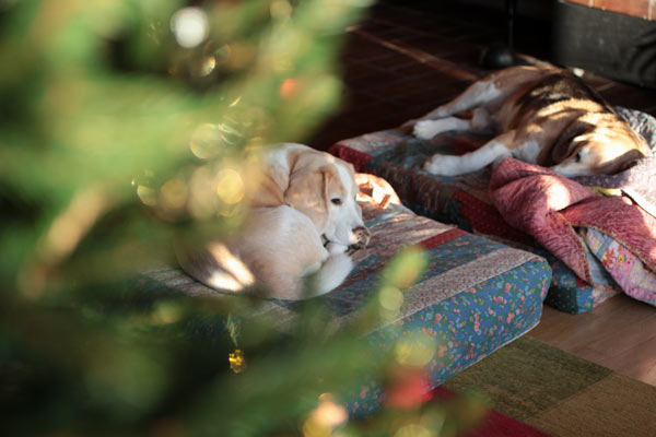 Beagles at Christmas. By Peony and Parakeet.