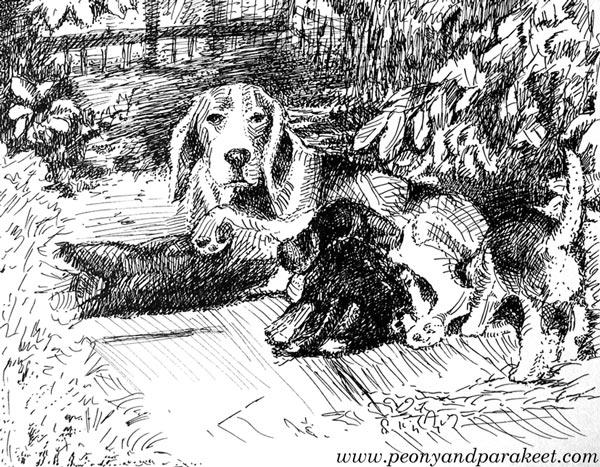 "Hilppa's puppies". A line drawing by Paivi Eerola from Peony and Parakeet.