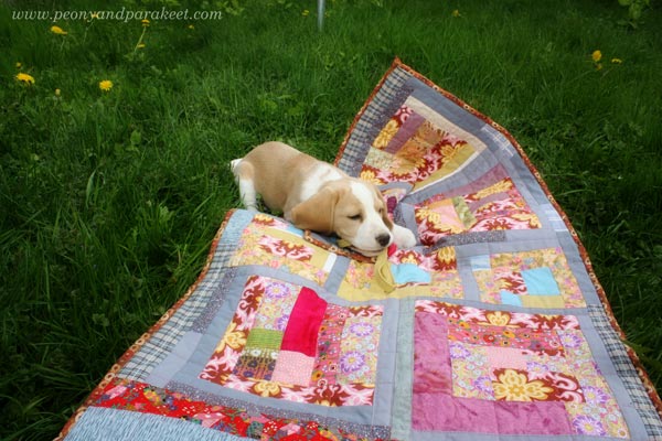 Stella the beagle and her quilt. By Paivi Eerola from Peony and Parakeet.