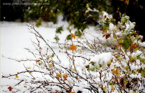 Winter in the garden. A photo by Paivi Eerola from Peony and Parakeet.