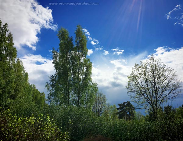 Spring Sky. A photo by Paivi Eerola from Peony and Parakeet.