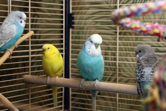 Paivi Eerola's fours budgies. Read about her life as an artist working from home.