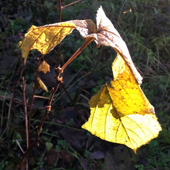 Photographing light and gathering inspiration for art.