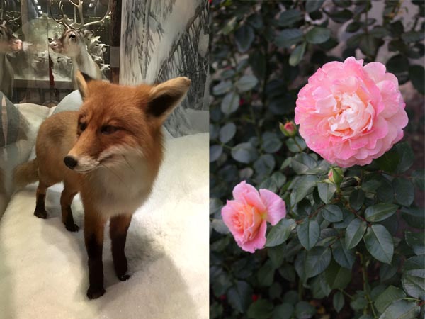 A fox and a rose. Photography by Paivi Eerola from Peony and parakeet.