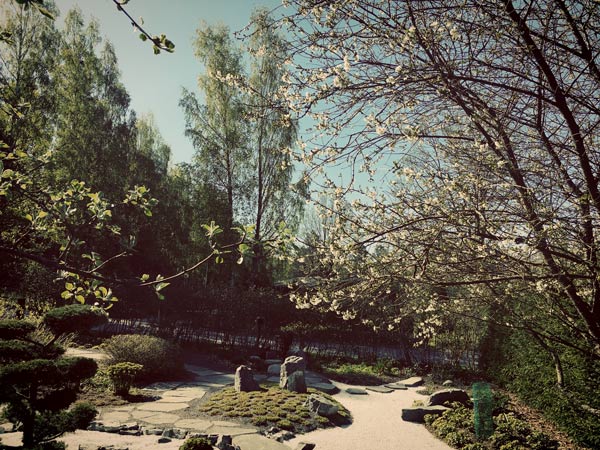 Cherry blossoms in a garden.