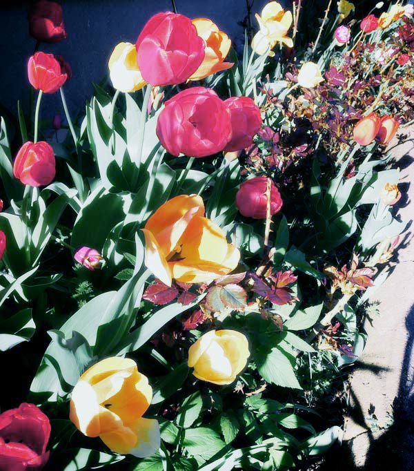 Tulips in a garden.