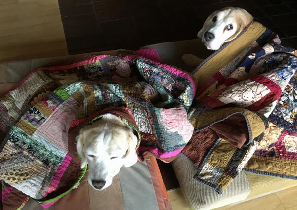 Beagles under quilts in the fall