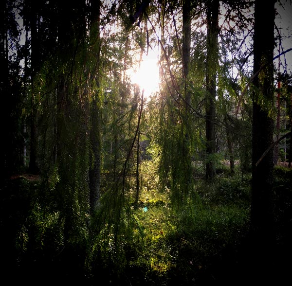 Sun shines in the forest.