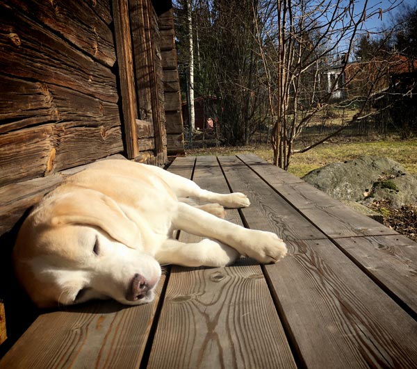 A dog lying in the sun and enjoying spring.