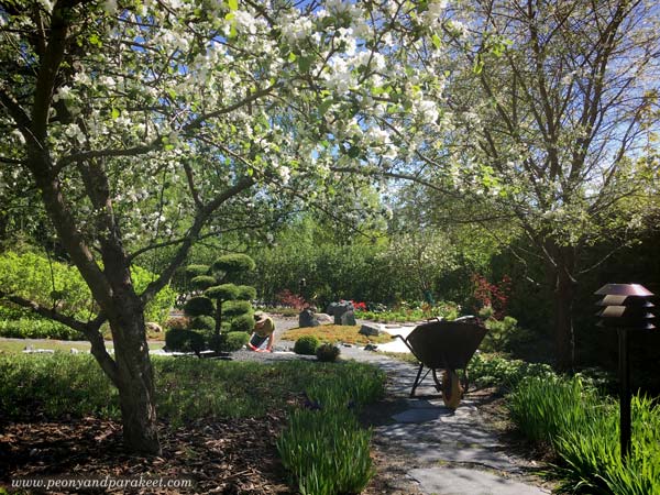 Garden view with flowering trees.