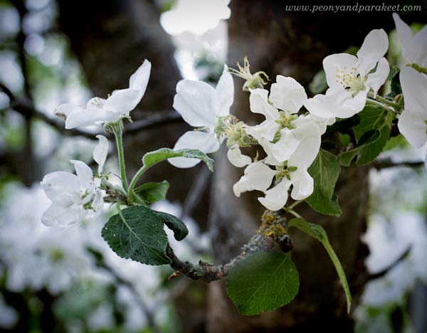 Apple blossoms. A flowering tree.