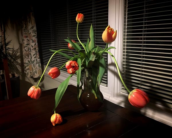 Tulips in a vase