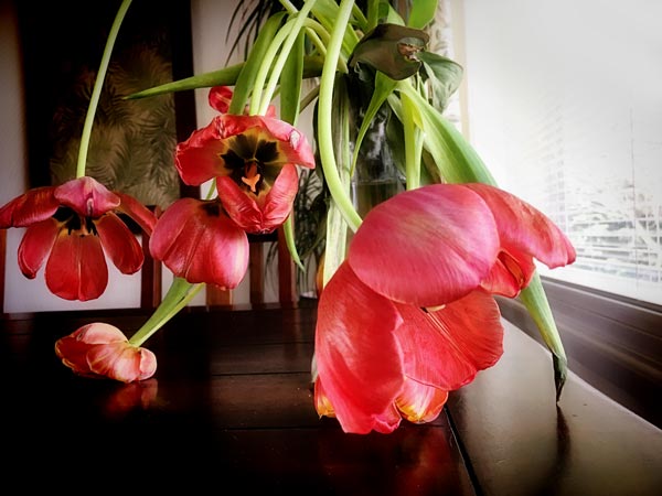 The beauty of withering tulips.