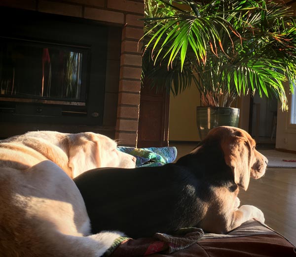 Beagles enjoy the sun. A house plant as a palm tree.