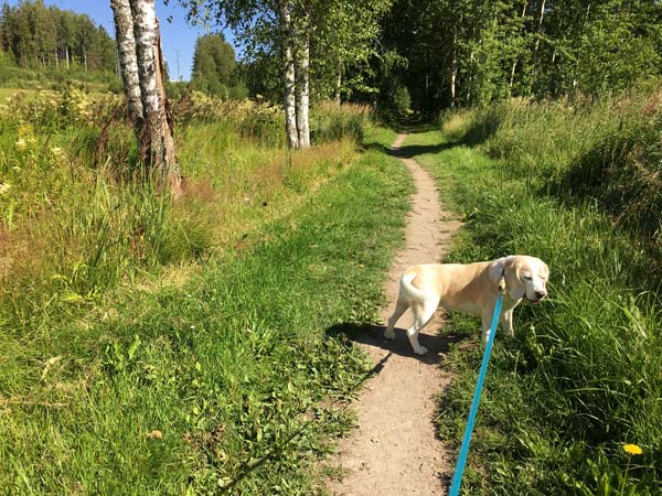 An outdoor scene. Walking with a dog and exploring nature's richness.