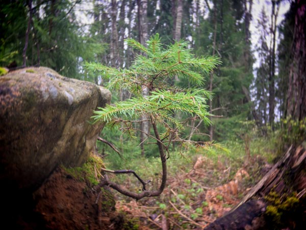 A small pine tree on the rock - nature's bonsai. Art inspiration from observations.