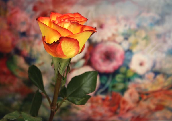 Yellow and red rose, a watercolor painting in the background.