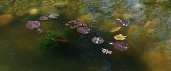 Reflections on a garden pond.