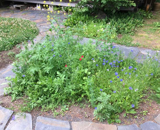A tiny meadow in the garden